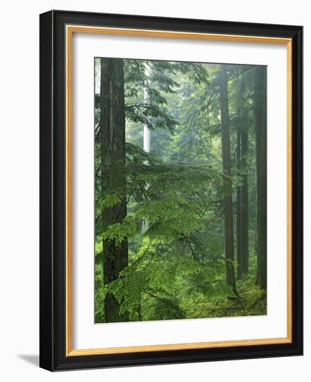 Old growth forest, Mt. Rainier National Park, Washington, USA-Charles Gurche-Framed Photographic Print