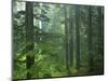 Old growth forest, Mt. Rainier National Park, Washington, USA-Charles Gurche-Mounted Photographic Print