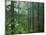 Old growth forest, Mt. Rainier National Park, Washington, USA-Charles Gurche-Mounted Photographic Print