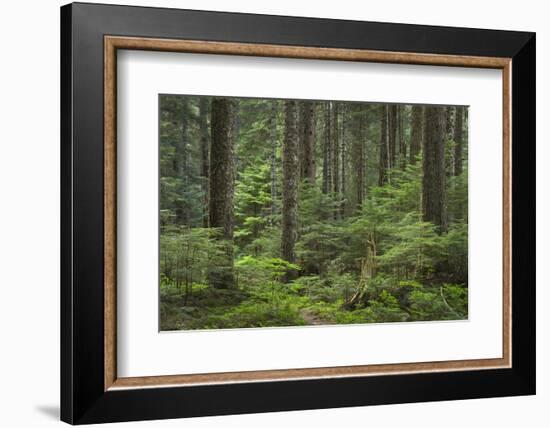 Old growth forest of Silver Fir and Western Hemlock. Chilliwack Valley, North Cascades NP-Alan Majchrowicz-Framed Photographic Print