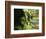 Old-Growth Rainforest, Graves Creek Tributary, Olympic National Park, Washington State, USA-Stuart Westmorland-Framed Photographic Print