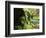 Old-Growth Rainforest, Graves Creek Tributary, Olympic National Park, Washington State, USA-Stuart Westmorland-Framed Photographic Print