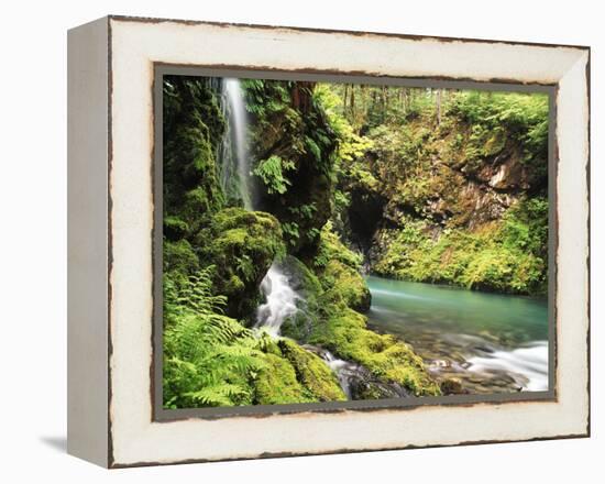 Old-Growth Rainforest, Graves Creek Tributary, Olympic National Park, Washington State, USA-Stuart Westmorland-Framed Premier Image Canvas