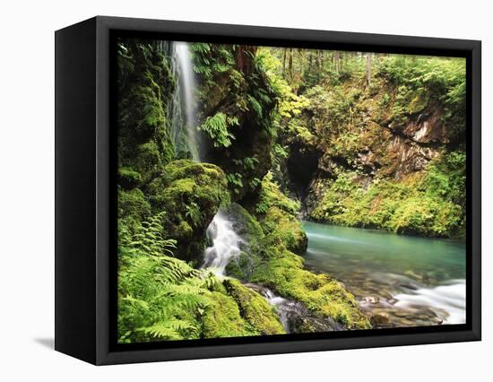 Old-Growth Rainforest, Graves Creek Tributary, Olympic National Park, Washington State, USA-Stuart Westmorland-Framed Premier Image Canvas