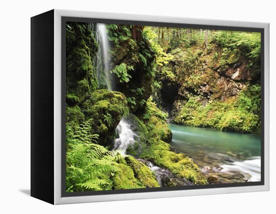 Old-Growth Rainforest, Graves Creek Tributary, Olympic National Park, Washington State, USA-Stuart Westmorland-Framed Premier Image Canvas