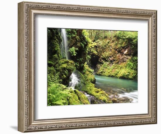 Old-Growth Rainforest, Graves Creek Tributary, Olympic National Park, Washington State, USA-Stuart Westmorland-Framed Photographic Print