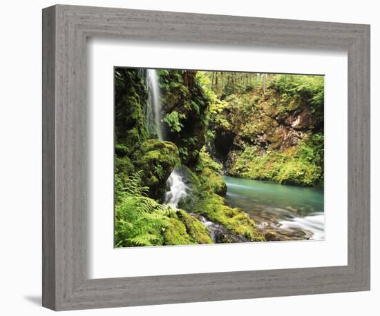 Old-Growth Rainforest, Graves Creek Tributary, Olympic National Park, Washington State, USA-Stuart Westmorland-Framed Photographic Print