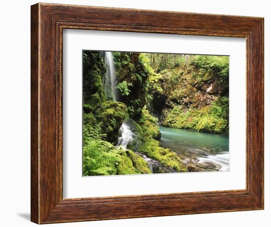 Old-Growth Rainforest, Graves Creek Tributary, Olympic National Park, Washington State, USA-Stuart Westmorland-Framed Photographic Print