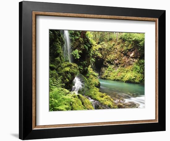 Old-Growth Rainforest, Graves Creek Tributary, Olympic National Park, Washington State, USA-Stuart Westmorland-Framed Photographic Print