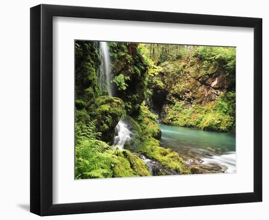 Old-Growth Rainforest, Graves Creek Tributary, Olympic National Park, Washington State, USA-Stuart Westmorland-Framed Photographic Print