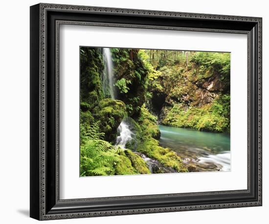 Old-Growth Rainforest, Graves Creek Tributary, Olympic National Park, Washington State, USA-Stuart Westmorland-Framed Photographic Print