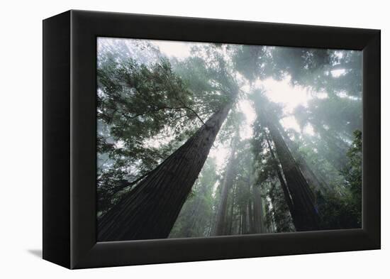 Old Growth Redwood Trees-DLILLC-Framed Premier Image Canvas