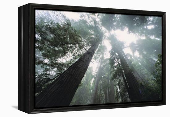 Old Growth Redwood Trees-DLILLC-Framed Premier Image Canvas