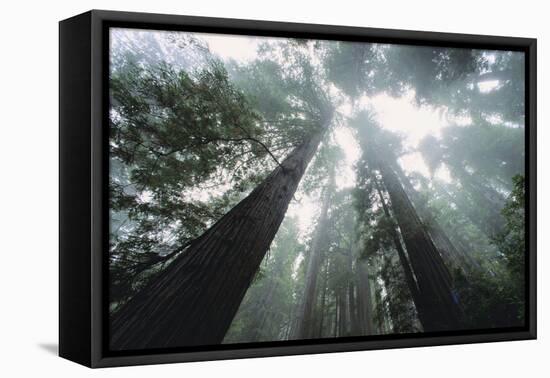 Old Growth Redwood Trees-DLILLC-Framed Premier Image Canvas