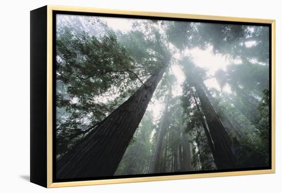 Old Growth Redwood Trees-DLILLC-Framed Premier Image Canvas