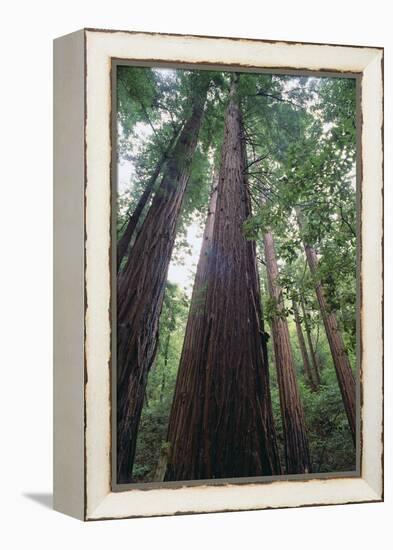 Old Growth Redwood Trees-DLILLC-Framed Premier Image Canvas