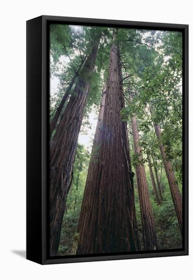 Old Growth Redwood Trees-DLILLC-Framed Premier Image Canvas