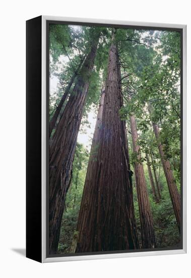 Old Growth Redwood Trees-DLILLC-Framed Premier Image Canvas