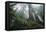 Old Growth Redwood Trees-DLILLC-Framed Premier Image Canvas