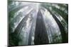 Old Growth Redwood Trees-DLILLC-Mounted Photographic Print