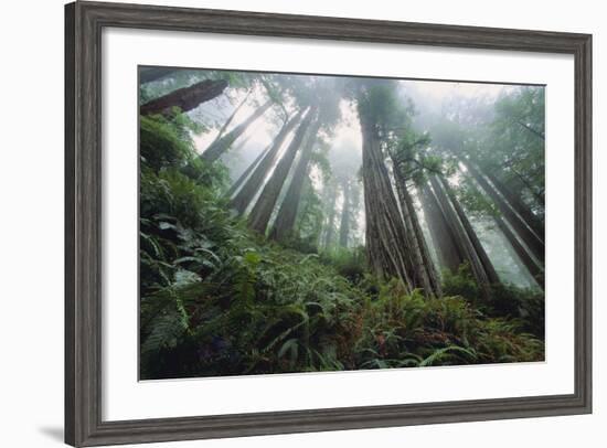 Old Growth Redwood Trees-DLILLC-Framed Photographic Print