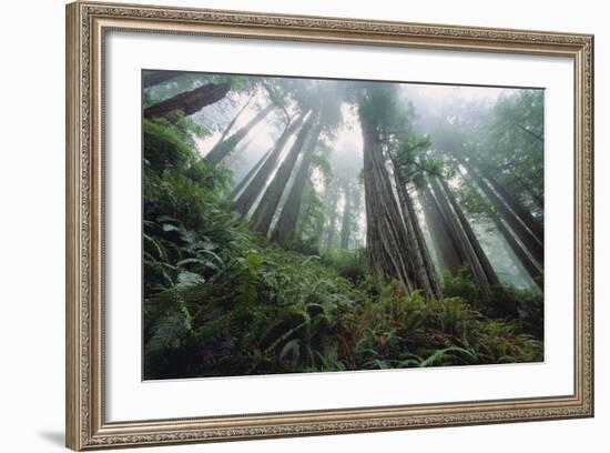 Old Growth Redwood Trees-DLILLC-Framed Photographic Print