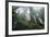 Old Growth Redwood Trees-DLILLC-Framed Photographic Print