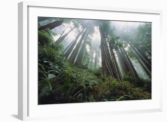 Old Growth Redwood Trees-DLILLC-Framed Photographic Print