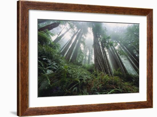 Old Growth Redwood Trees-DLILLC-Framed Photographic Print