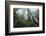 Old Growth Redwood Trees-DLILLC-Framed Photographic Print