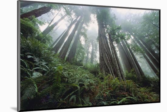 Old Growth Redwood Trees-DLILLC-Mounted Photographic Print