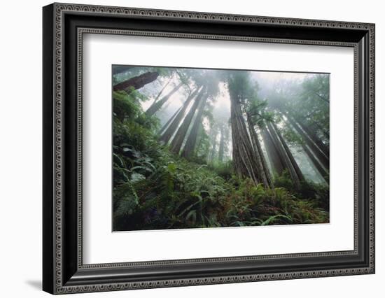 Old Growth Redwood Trees-DLILLC-Framed Photographic Print