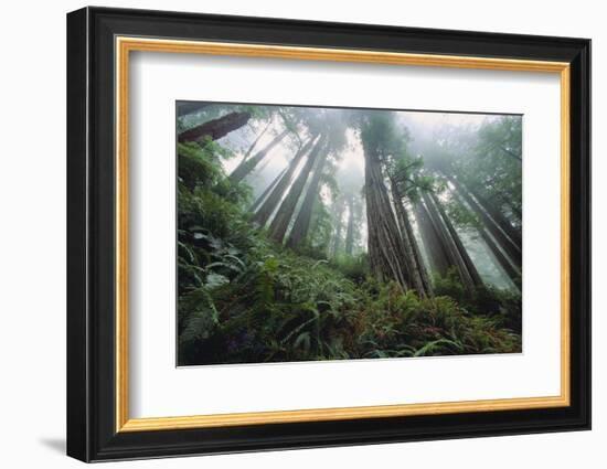 Old Growth Redwood Trees-DLILLC-Framed Photographic Print