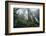 Old Growth Redwood Trees-DLILLC-Framed Photographic Print