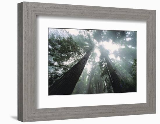 Old Growth Redwood Trees-DLILLC-Framed Photographic Print