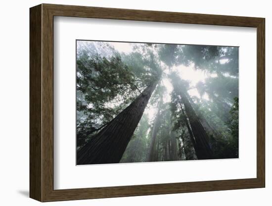 Old Growth Redwood Trees-DLILLC-Framed Photographic Print