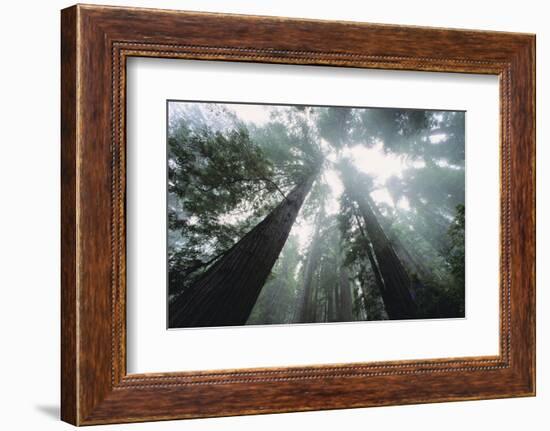 Old Growth Redwood Trees-DLILLC-Framed Photographic Print