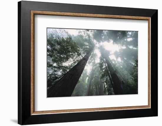 Old Growth Redwood Trees-DLILLC-Framed Photographic Print