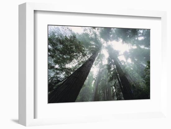 Old Growth Redwood Trees-DLILLC-Framed Photographic Print