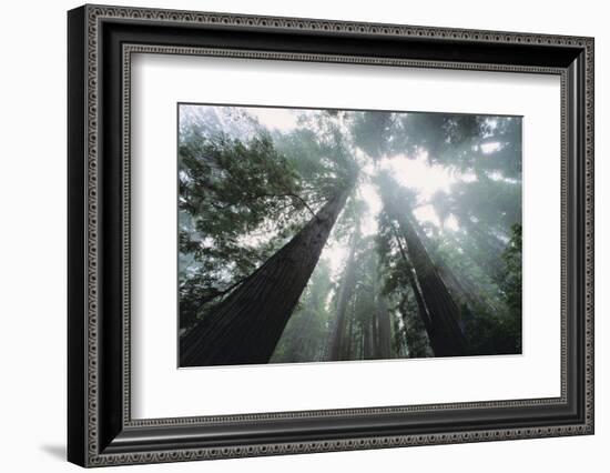 Old Growth Redwood Trees-DLILLC-Framed Photographic Print