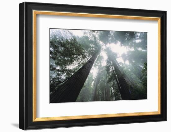 Old Growth Redwood Trees-DLILLC-Framed Photographic Print