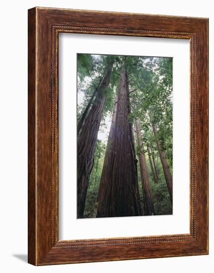 Old Growth Redwood Trees-DLILLC-Framed Photographic Print