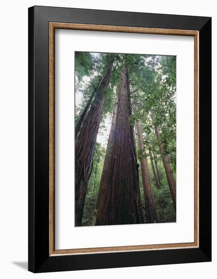 Old Growth Redwood Trees-DLILLC-Framed Photographic Print