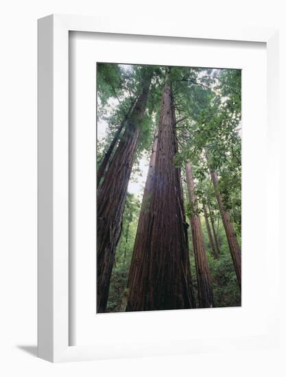 Old Growth Redwood Trees-DLILLC-Framed Photographic Print