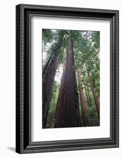 Old Growth Redwood Trees-DLILLC-Framed Photographic Print