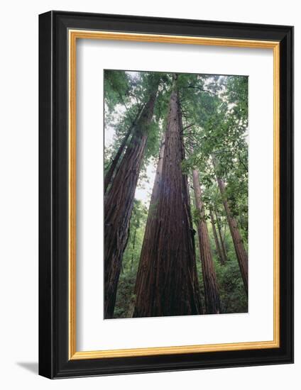 Old Growth Redwood Trees-DLILLC-Framed Photographic Print