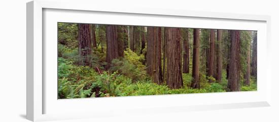 Old-Growth Redwoods at Jedediah Smith Redwood State Park, California-null-Framed Photographic Print