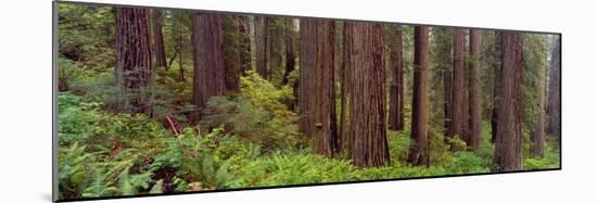 Old-Growth Redwoods at Jedediah Smith Redwood State Park, California-null-Mounted Photographic Print