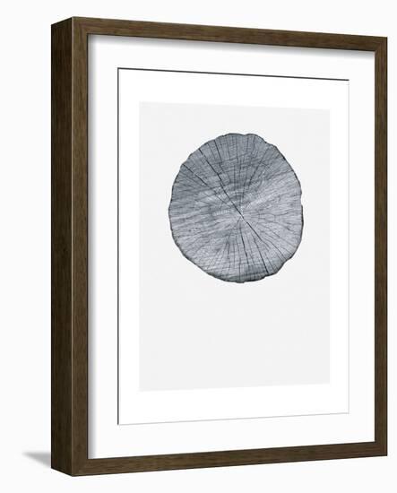 Old Growth Ring Print-Sam Appleman-Framed Art Print