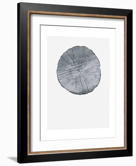 Old Growth Ring Print-Sam Appleman-Framed Art Print